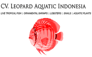 VV.LEOPARD-AQUATIC-INDONESIA-aquamarine
